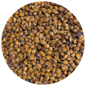 Mugicha bio (100g) - Tisane