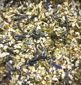 Défenses Immunitaires Bio, Kusmi-Tea - Thé vert